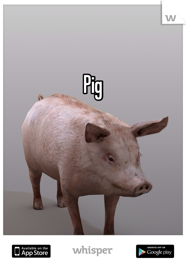 Pig