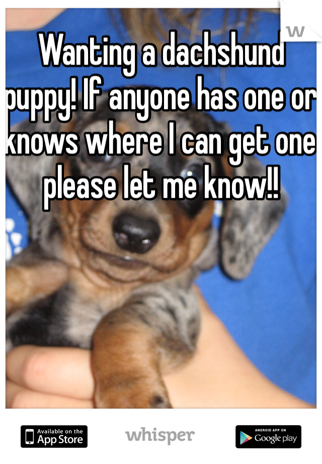 Wanting a dachshund puppy! If anyone has one or knows where I can get one please let me know!! 