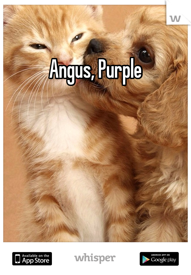 Angus, Purple