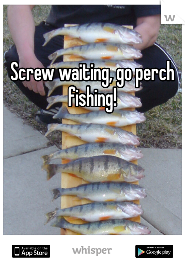 Screw waiting, go perch fishing!