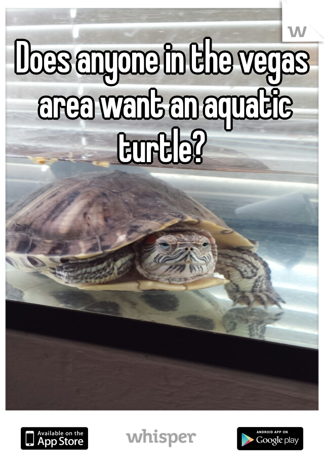 Does anyone in the vegas area want an aquatic turtle? 