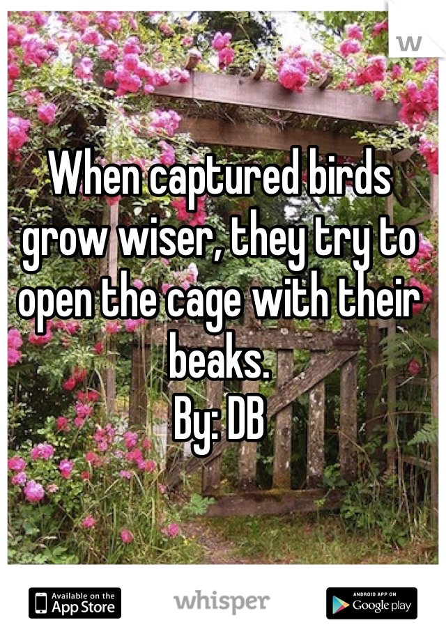 When captured birds grow wiser, they try to open the cage with their beaks.
By: DB