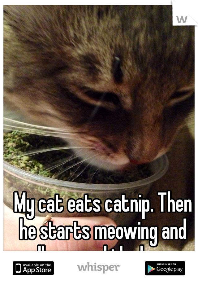 My cat eats catnip. Then he starts meowing and rolls around the house. 