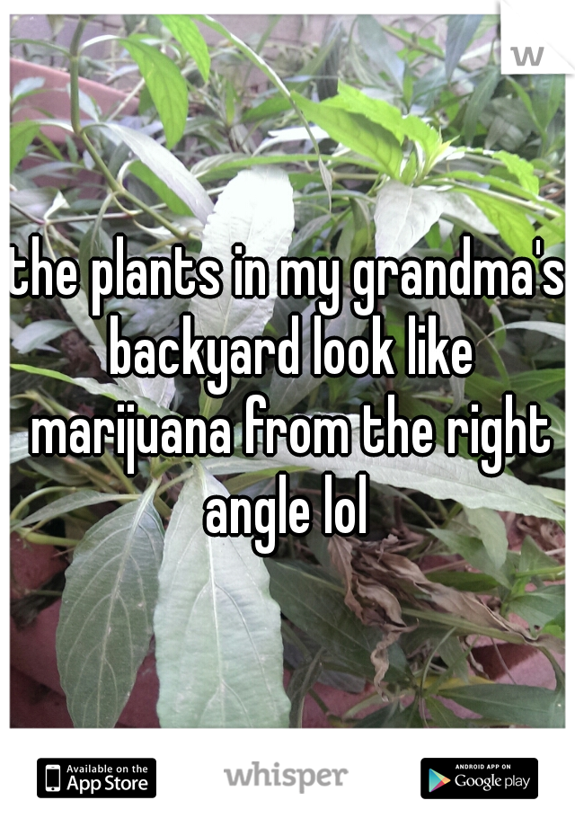 the plants in my grandma's backyard look like marijuana from the right angle lol 