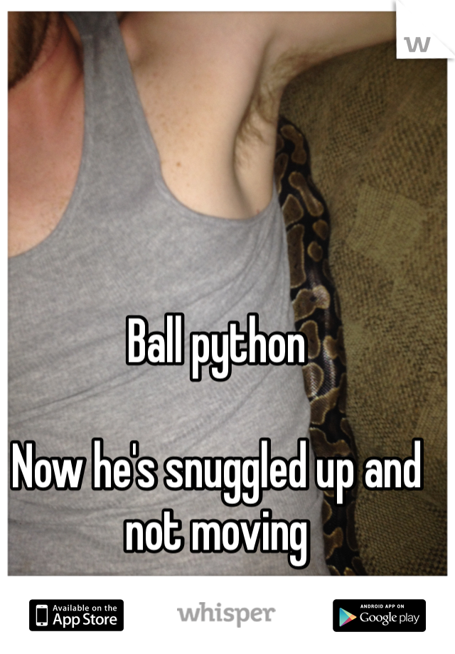 Ball python 

Now he's snuggled up and not moving
