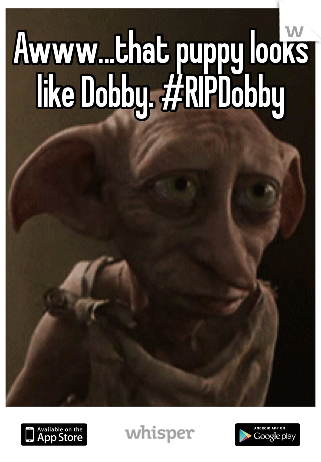 Awww...that puppy looks like Dobby. #RIPDobby