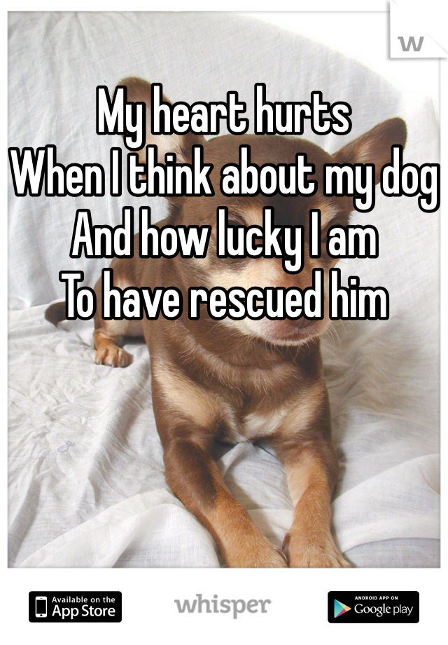 My heart hurts
When I think about my dog
And how lucky I am
To have rescued him
