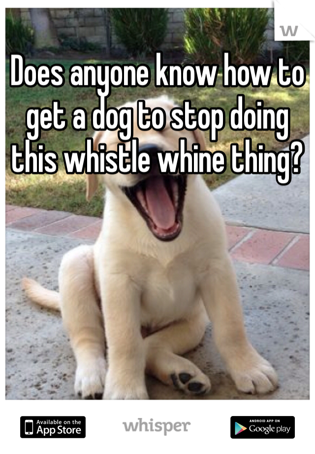 Does anyone know how to get a dog to stop doing this whistle whine thing?