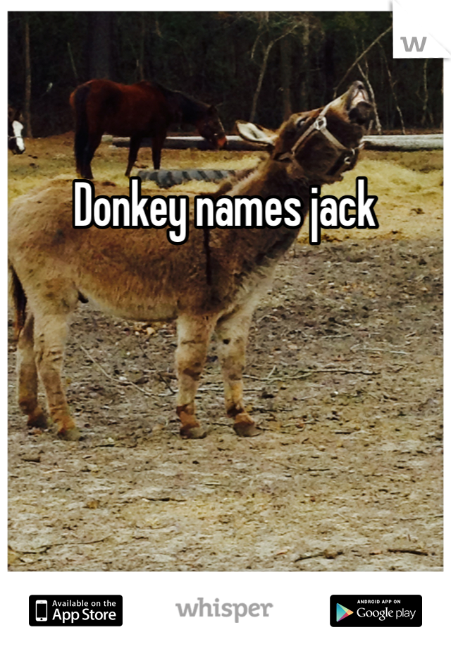 Donkey names jack 