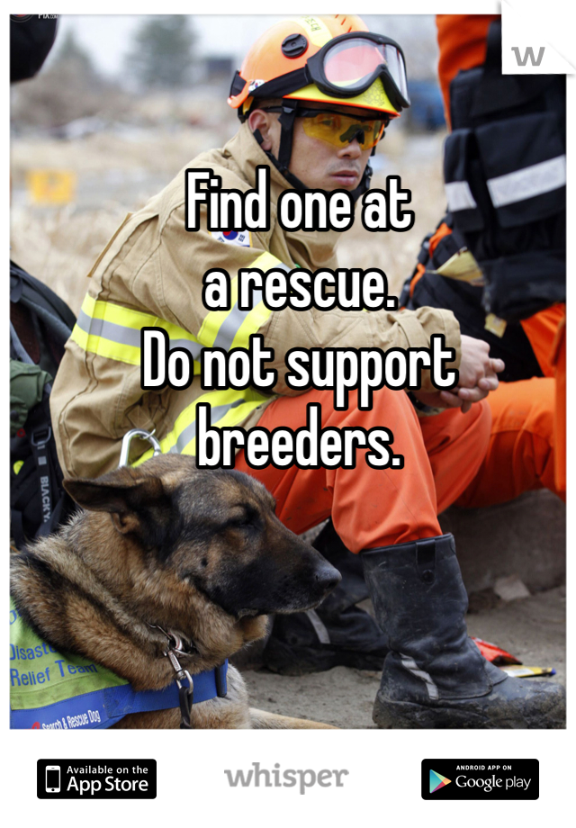 Find one at 
a rescue. 
Do not support 
breeders. 