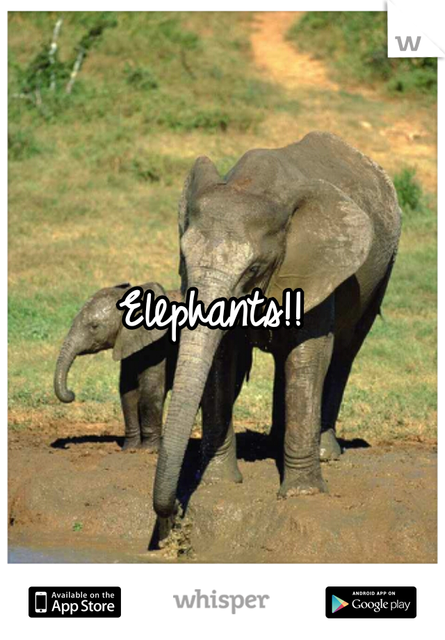 Elephants!! 