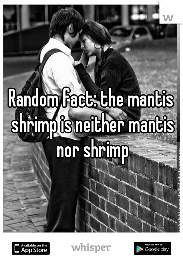Random fact: the mantis shrimp is neither mantis nor shrimp