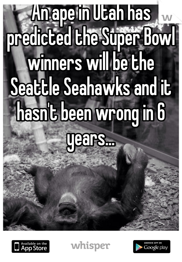 An ape in Utah has predicted the Super Bowl winners will be the Seattle Seahawks and it hasn't been wrong in 6 years...