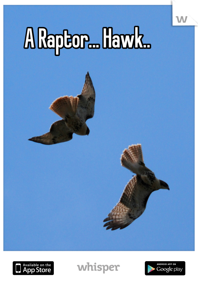 A Raptor... Hawk..