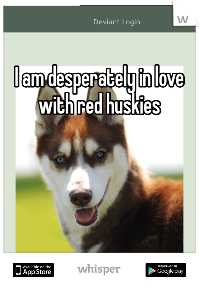 I am desperately in love with red huskies