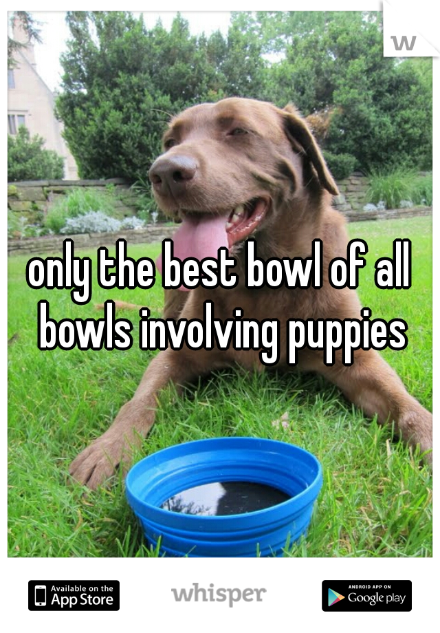 only the best bowl of all bowls involving puppies