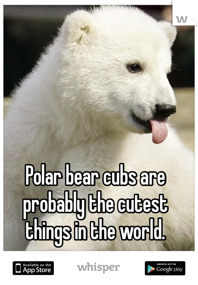 Polar bear cubs are probably the cutest things in the world.