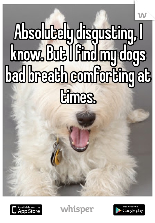 Absolutely disgusting, I know. But I find my dogs bad breath comforting at times. 