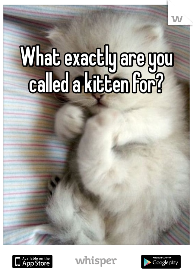 What exactly are you called a kitten for?