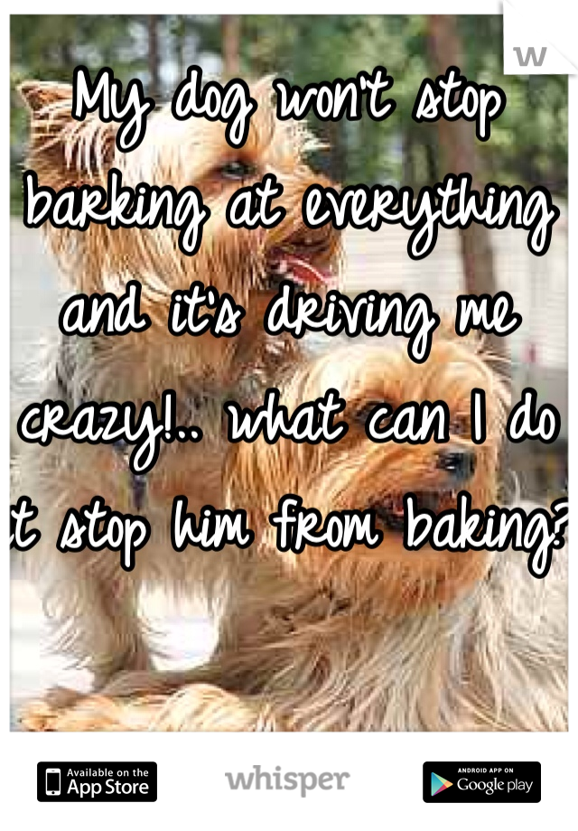 My dog won't stop barking at everything and it's driving me crazy!.. what can I do it stop him from baking?