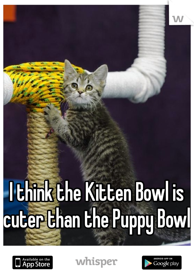 I think the Kitten Bowl is cuter than the Puppy Bowl