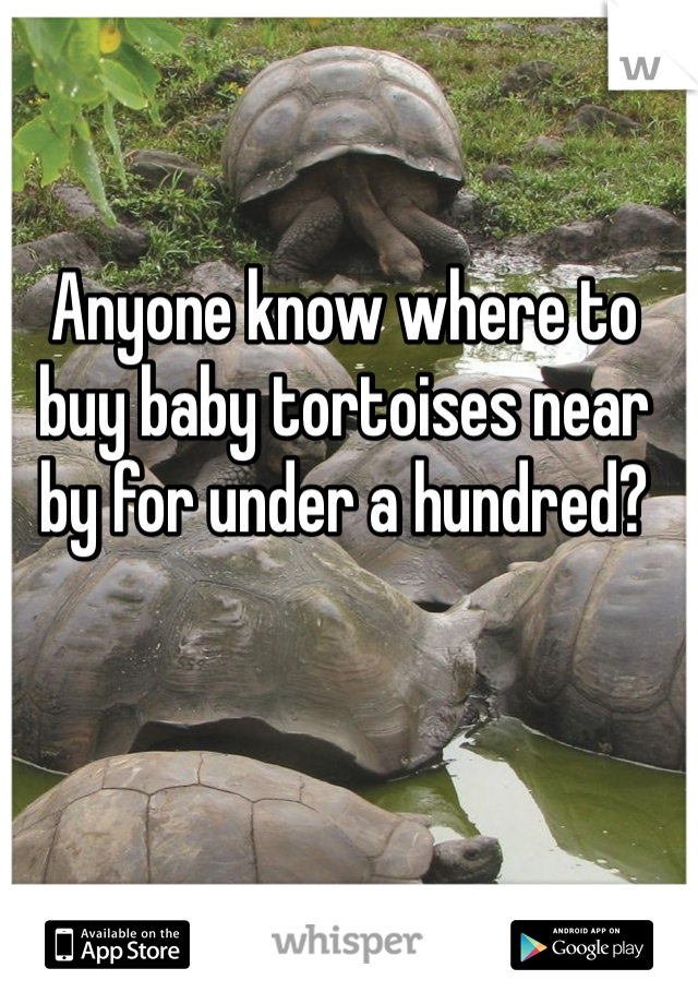 Anyone know where to buy baby tortoises near by for under a hundred?