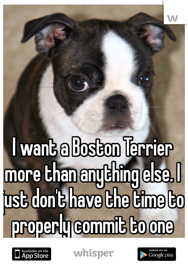 I want a Boston Terrier more than anything else. I just don't have the time to properly commit to one yet. :(