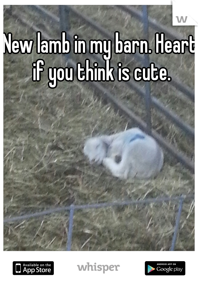 New lamb in my barn. Heart if you think is cute.