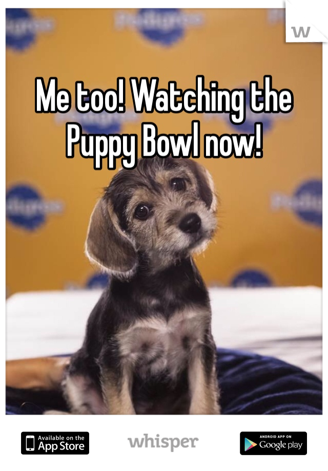 Me too! Watching the Puppy Bowl now!