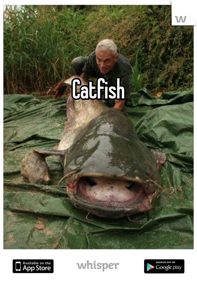 Catfish