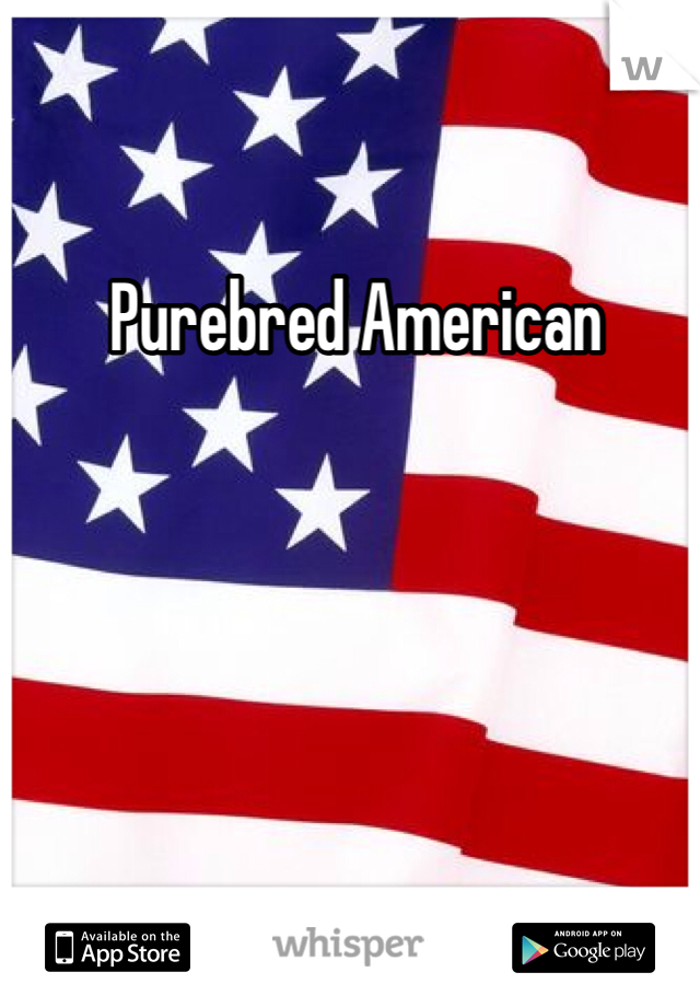  Purebred American