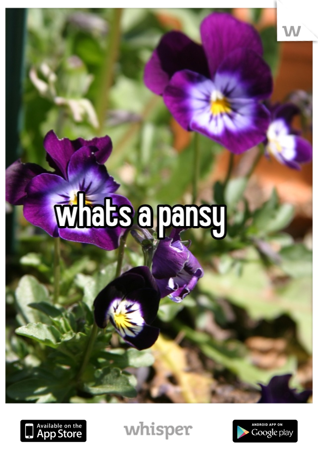 whats a pansy