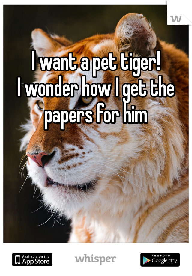 I want a pet tiger! 
I wonder how I get the papers for him 