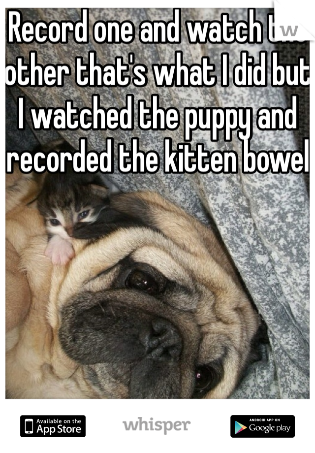 Record one and watch the other that's what I did but I watched the puppy and recorded the kitten bowel 
