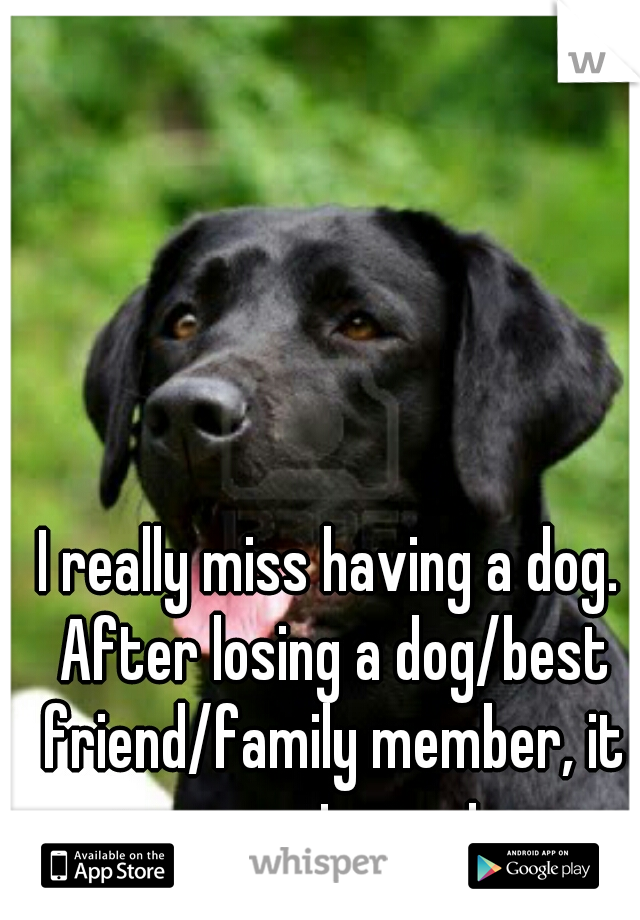 I really miss having a dog. After losing a dog/best friend/family member, it never gets easier. 