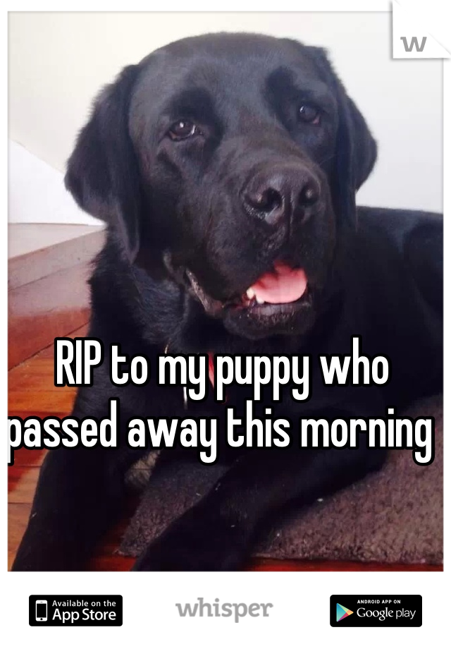 RIP to my puppy who passed away this morning 