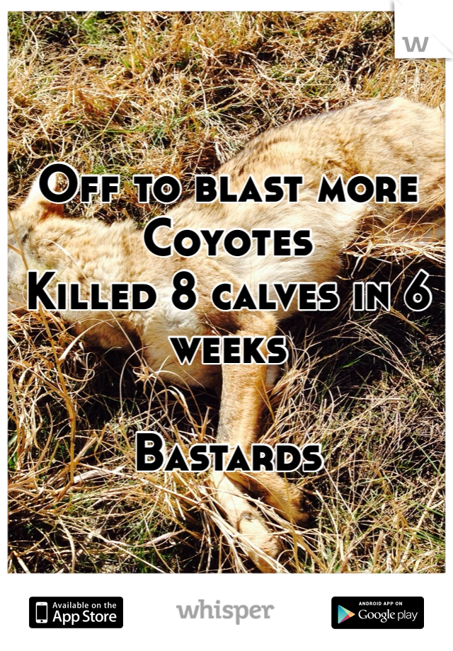 Off to blast more Coyotes
Killed 8 calves in 6 weeks

Bastards 