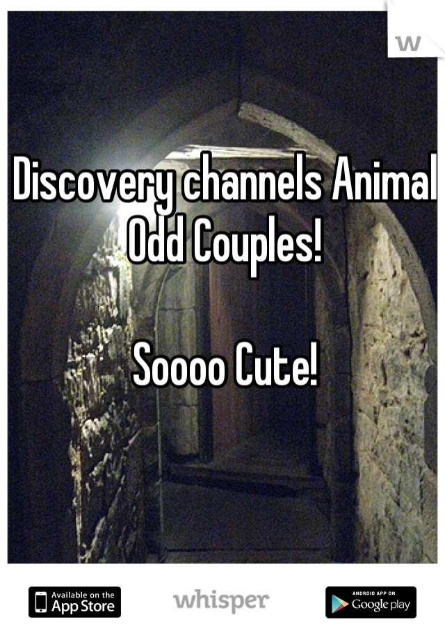 Discovery channels Animal Odd Couples!

Soooo Cute!