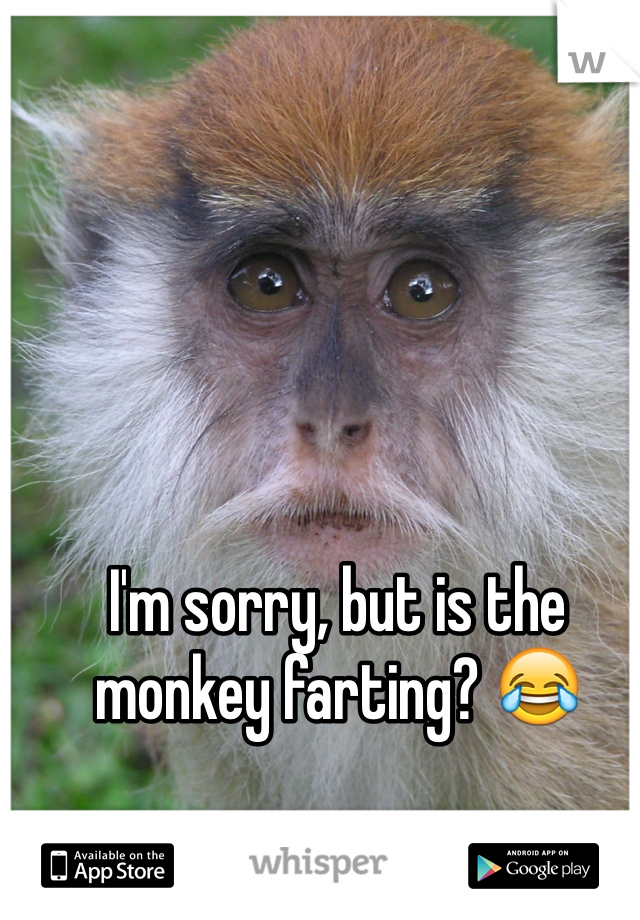 I'm sorry, but is the monkey farting? 😂