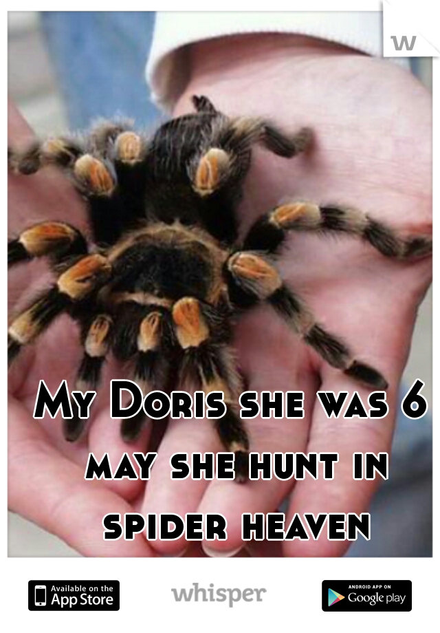 My Doris she was 6 may she hunt in spider heaven