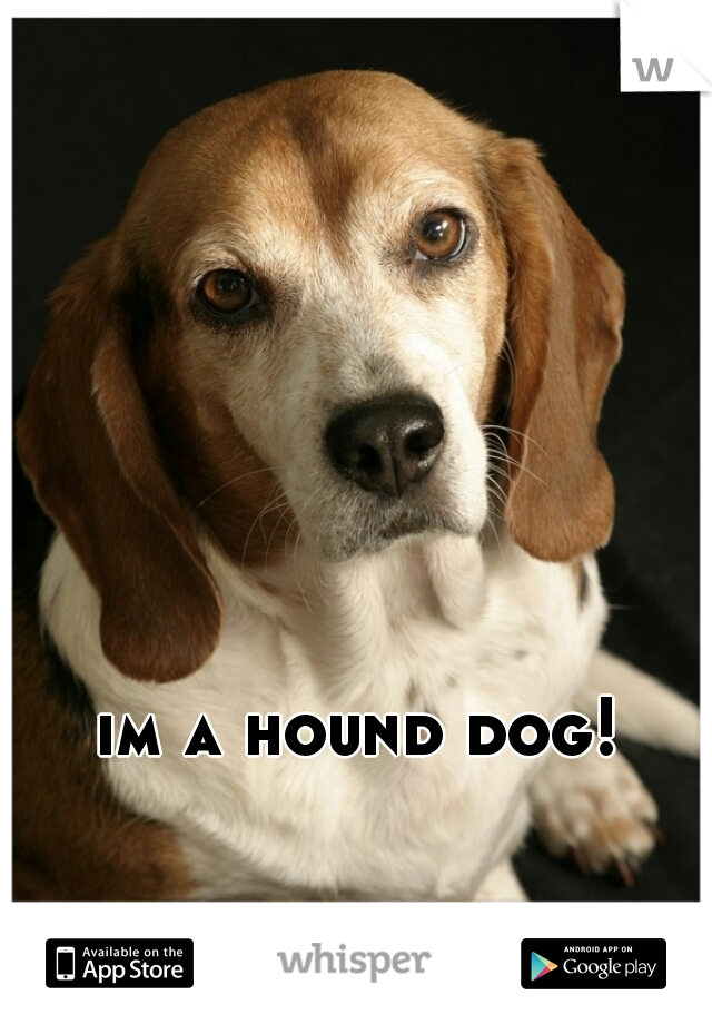 im a hound dog! 