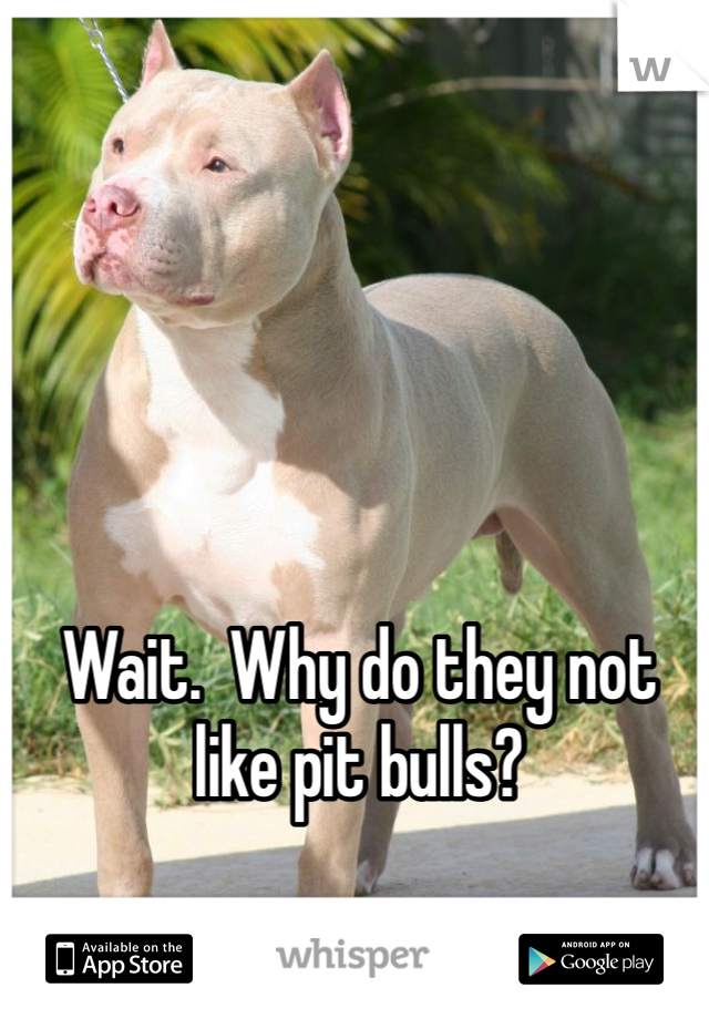 Wait.  Why do they not like pit bulls?
