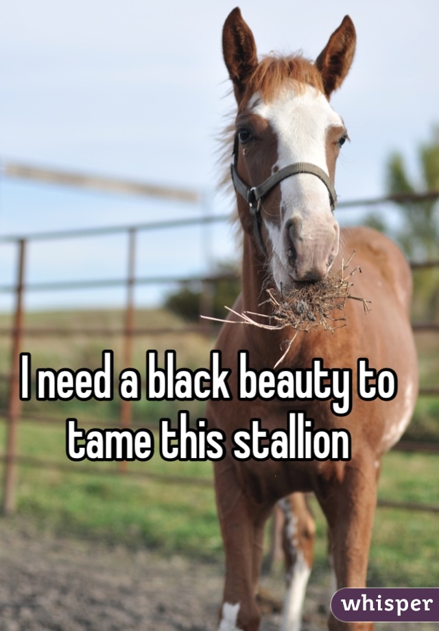 I need a black beauty to tame this stallion 