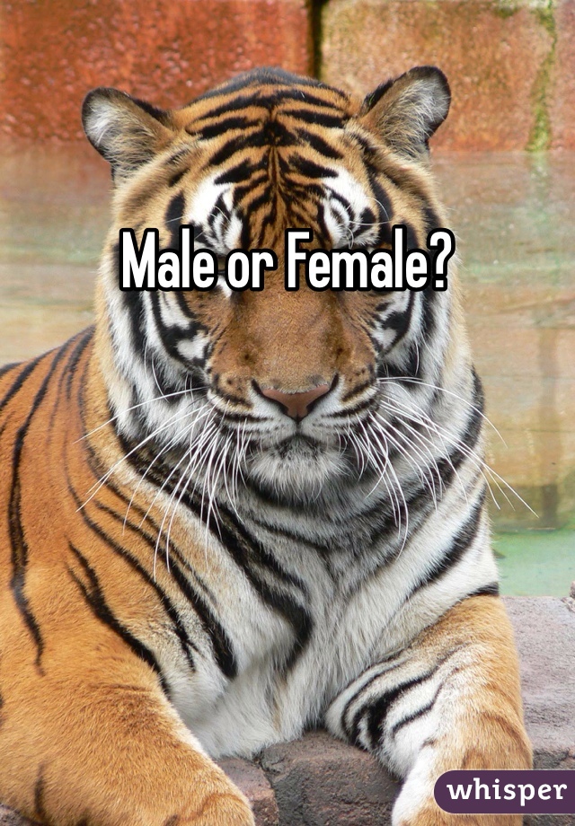 Male or Female?
