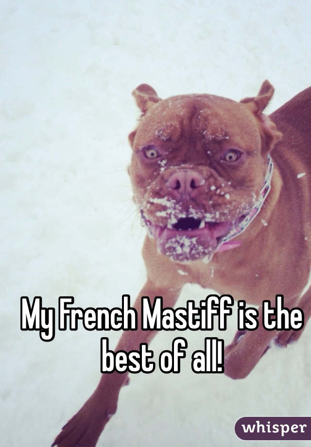 My French Mastiff is the best of all! 
