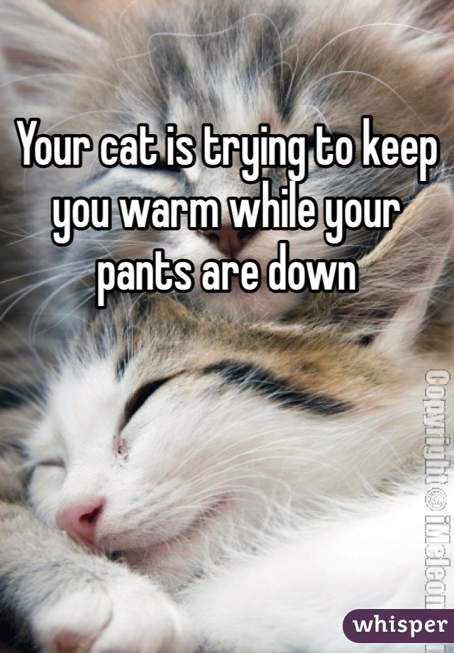 Your cat is trying to keep you warm while your pants are down