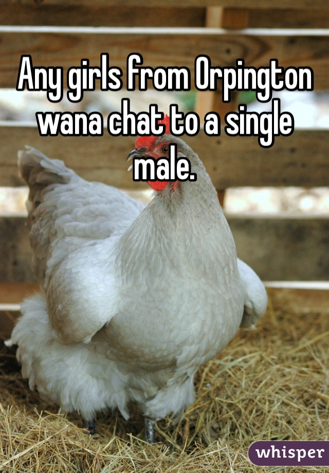 Any girls from Orpington wana chat to a single male. 