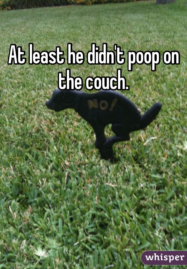 At least he didn't poop on the couch.