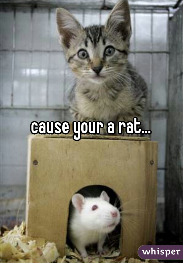 cause your a rat...
