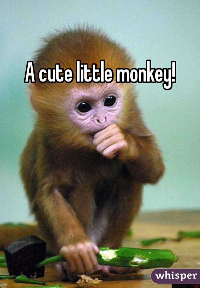 A cute little monkey!